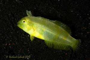 Whitepatch Razorfish-JP Variation[less than 6 cm long]-Bl... by Richard Goluch 
